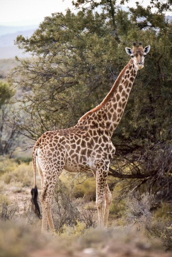 Mont Eco Game Reserve มอนตากู ภายนอก รูปภาพ