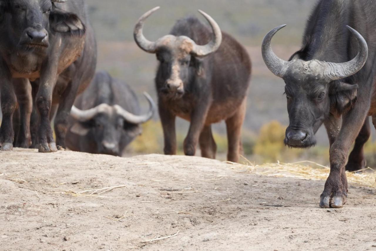 Mont Eco Game Reserve มอนตากู ภายนอก รูปภาพ