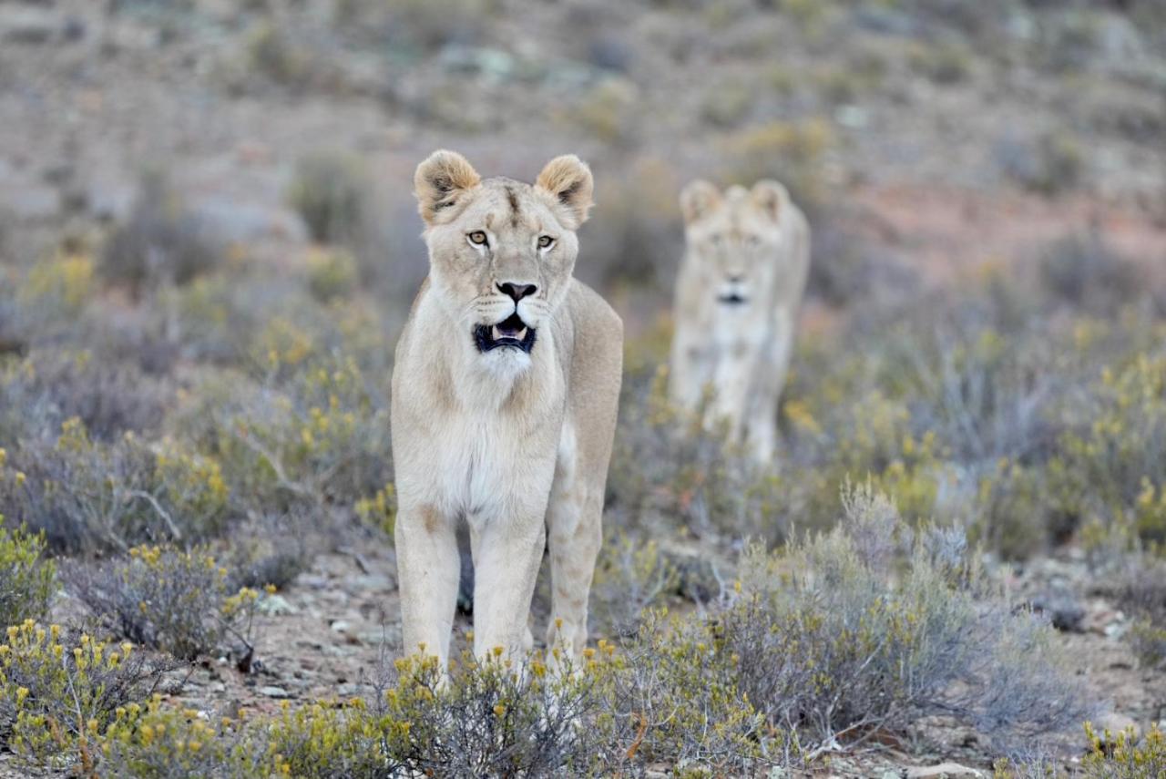 Mont Eco Game Reserve มอนตากู ภายนอก รูปภาพ